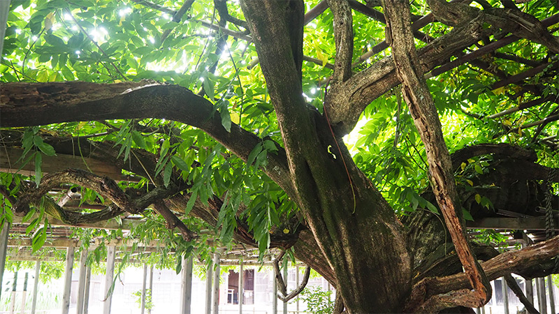 北方文化博物館「大藤棚」